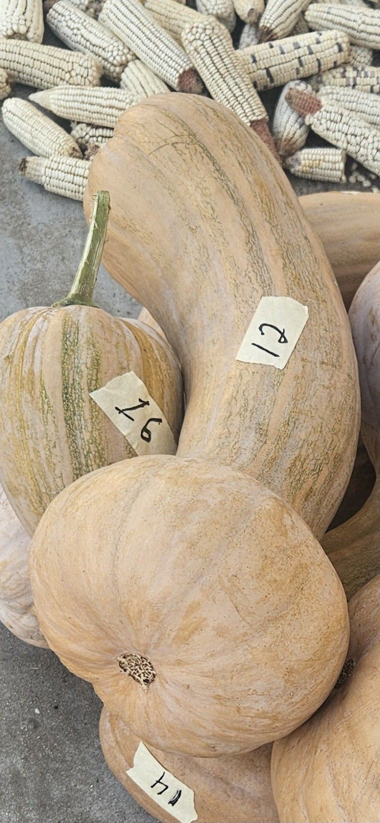 Calabazas  Para Dulce.   Diferentes Precios 