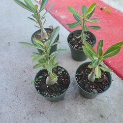 desert roses of all exotic colors. 