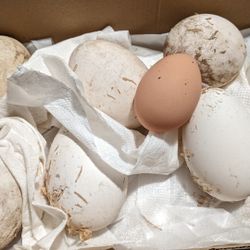 Goose Eggs 