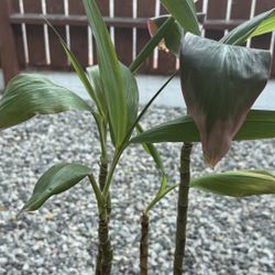Healthy Dracaena — Potted 30” Tall