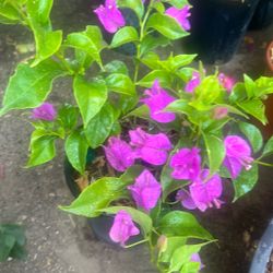 Bougainvillea Plant