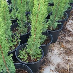 Pinos Italianos Cypress 3gallon 2.5 Gallon