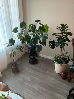 House Plants