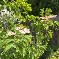 Stellar Pink Dogwood
