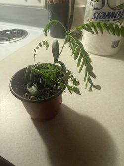 Royal Poinciana Bonsai Saplings