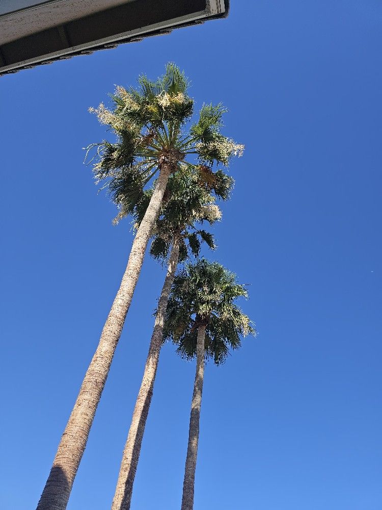 Palm Tree Trimming Help