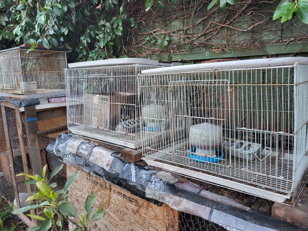 Bird And Dog Cages