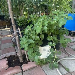 Plant For Sale
