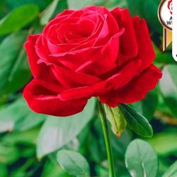 Lincoln Fragrant Perfume Rose In 1 Gallon Pot