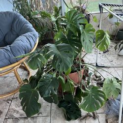 Plants For Sale