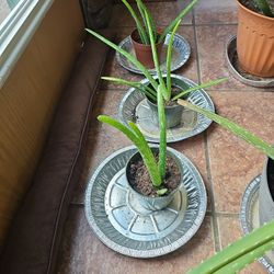 Aloe Vera Plant Have 3 5.00 Each