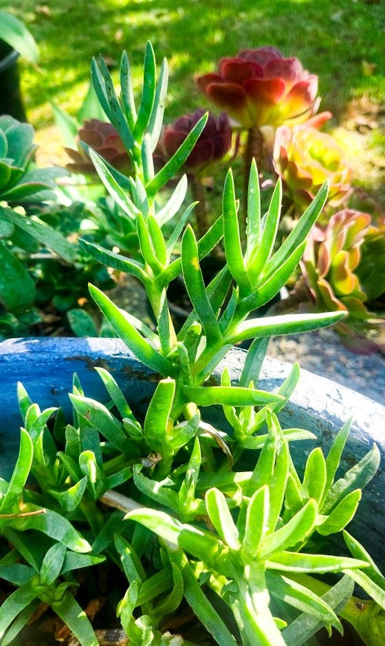 Ice Plant w/ Pink Purple Flowers π±πΈ