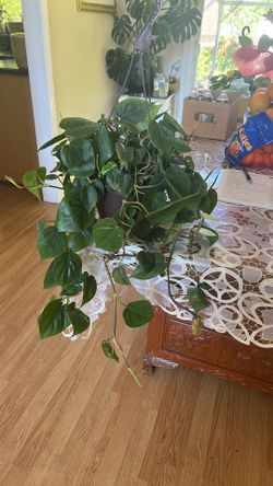 Heart Philadendron