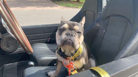 Black Offwhite dog and leash collar