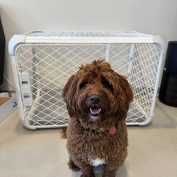 Diggs Evolv Medium Dog Crate 