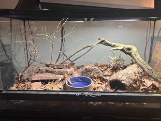 Reptile Collection