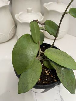 Hoya silver dollar