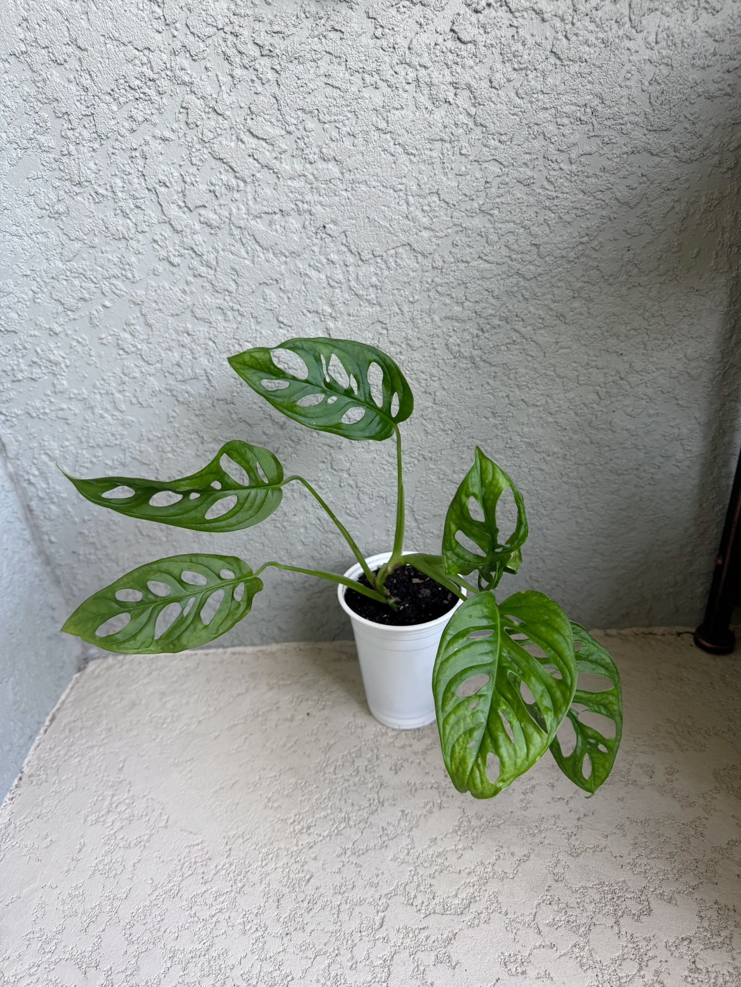 Monstera Adansonii Plant