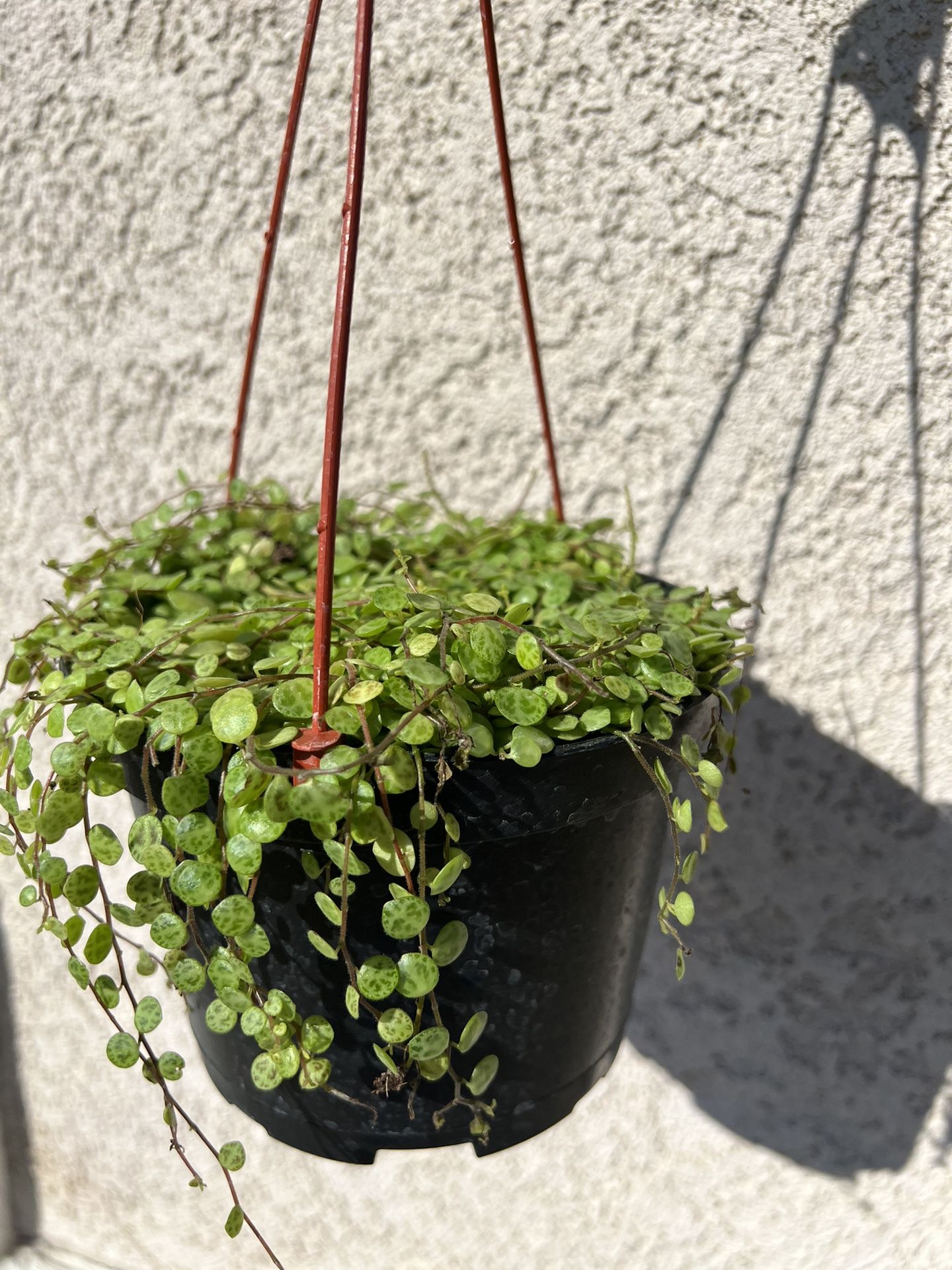 String Of Turtles