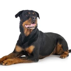  A German Rottweiler  Needs To Be Rehomed