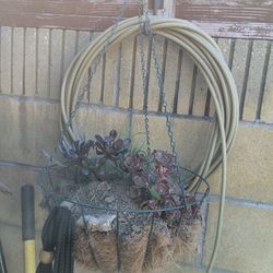 Hanging potted succulents