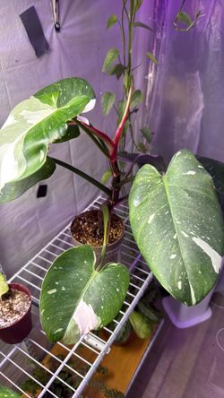Philodendron white princess