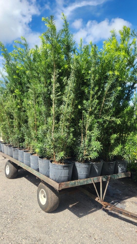 Spectacular Podocarpus Plants For Inmediate Privacy!!! 6 Feet Tall Measurements Over The Pot!! Excellent Price