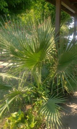 Palm Trees 🌴