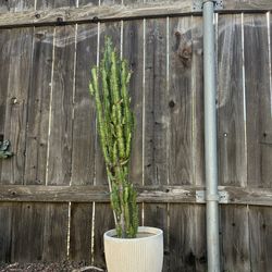 Large African Milk Tree 4ft H Potted Cathedral Cactus Well Rooted In Pot Succulent Plant