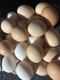 Chicken eggs 🥚 Huevos De Gallina