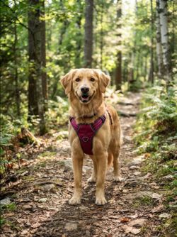 Red Dog Harness