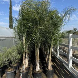 Queen Palms 8-9 Feet Tall When Planted