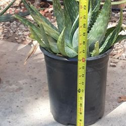 Free Aloe Vera 