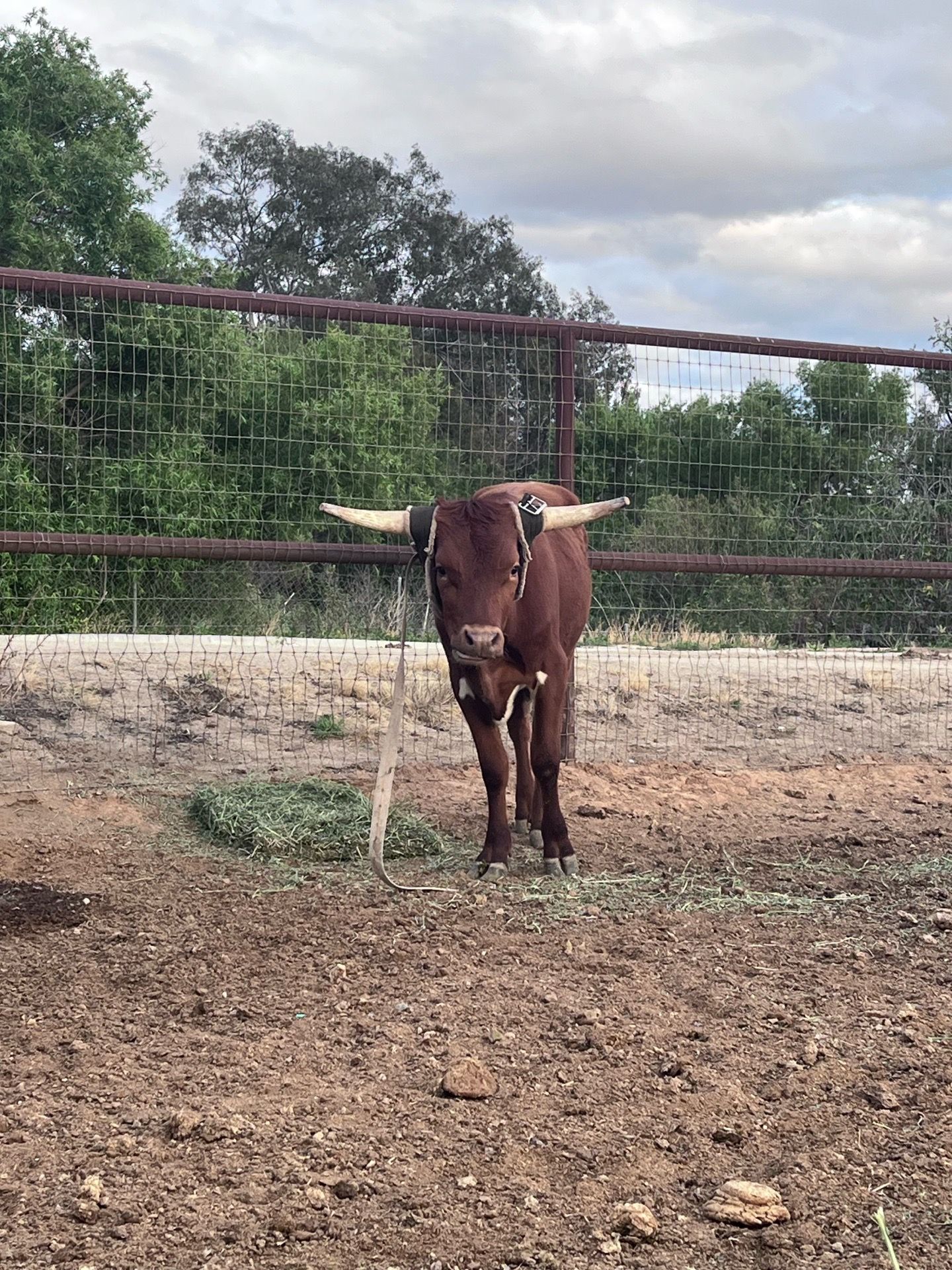 Long horn coreyany cross steer