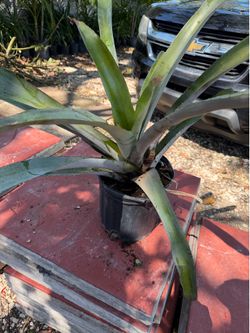 Plantas