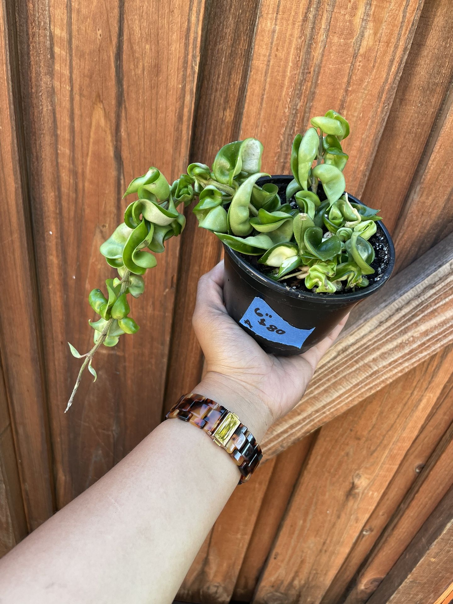 *RARE* Reverse Variegated Hoya Compacta Hindu Rope “Mauna Loa” OPEN TO OFFERS
