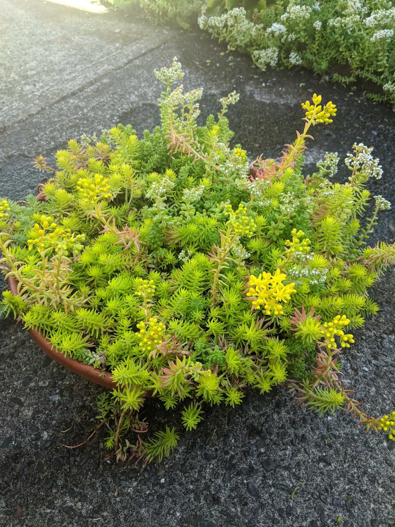 Beautiful pot plant
