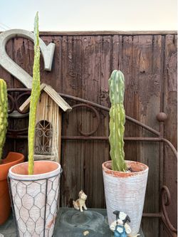 Cactus Plants
