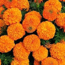 Flores De Sempasuchil
