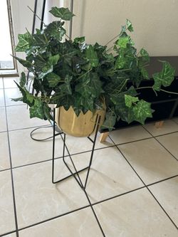 Plant