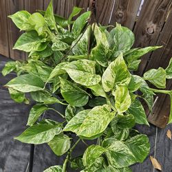 Marble Queen hanging basket 8 " pot live plants
