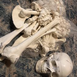 Human Anatomy skeleton 