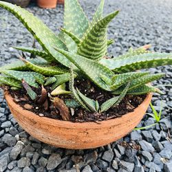 Large Soap Aloe In 15” Clay Pot