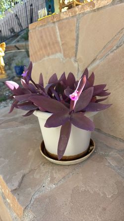 Purple Heart Plant 