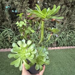 Succulent 