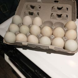 Duck Eggs For Sale 