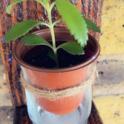 Set Of 3 Rustic Candle/plant Wall Holder 