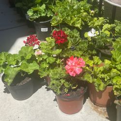 Geraniums Flowers 