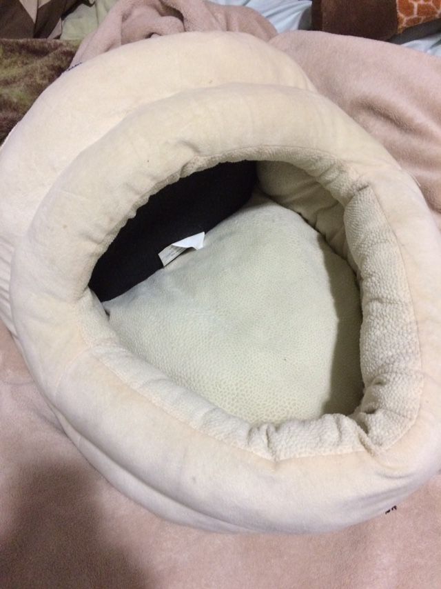 Cat’s Bed