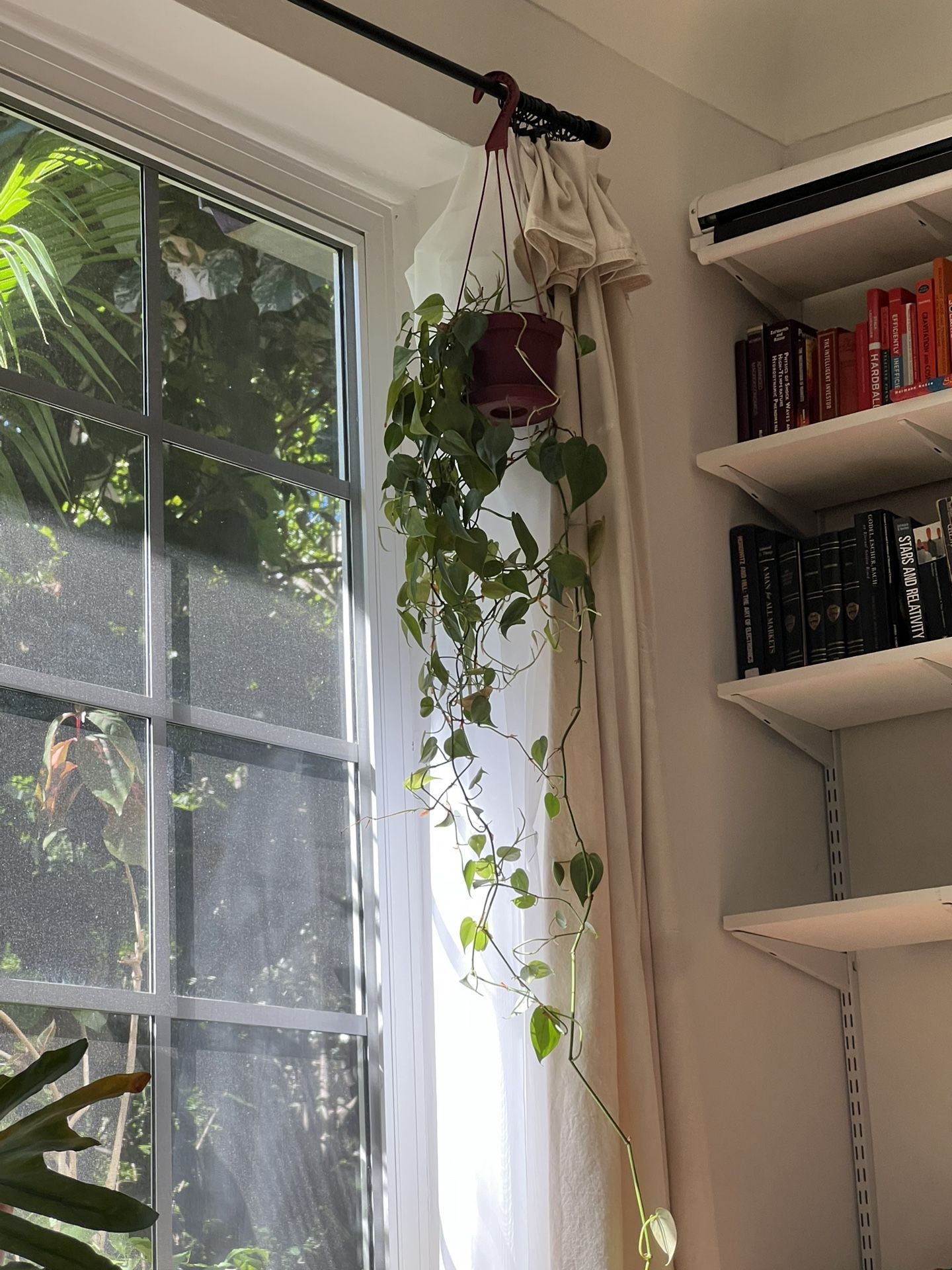 Small Hanging Plant